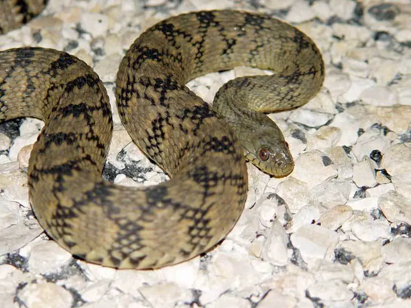 Types of Snakes in Oklahoma
