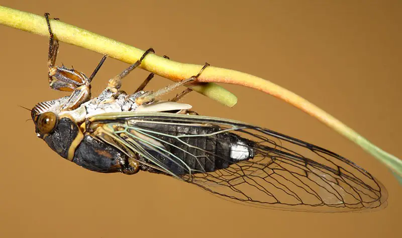 Cicadas in Texas