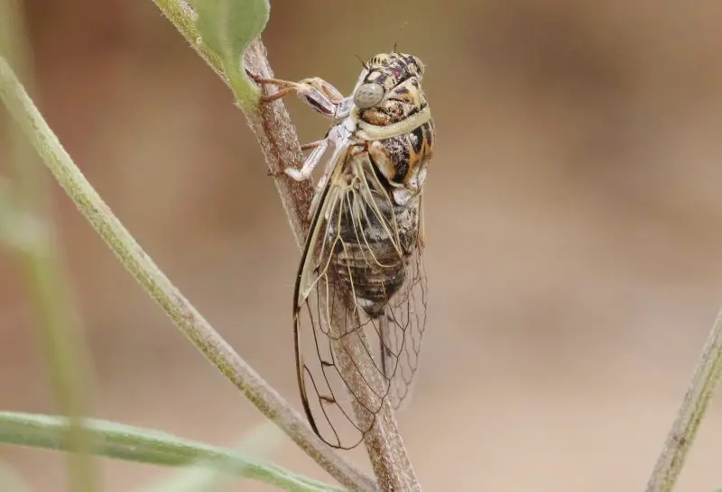 Cicadas in Texas
