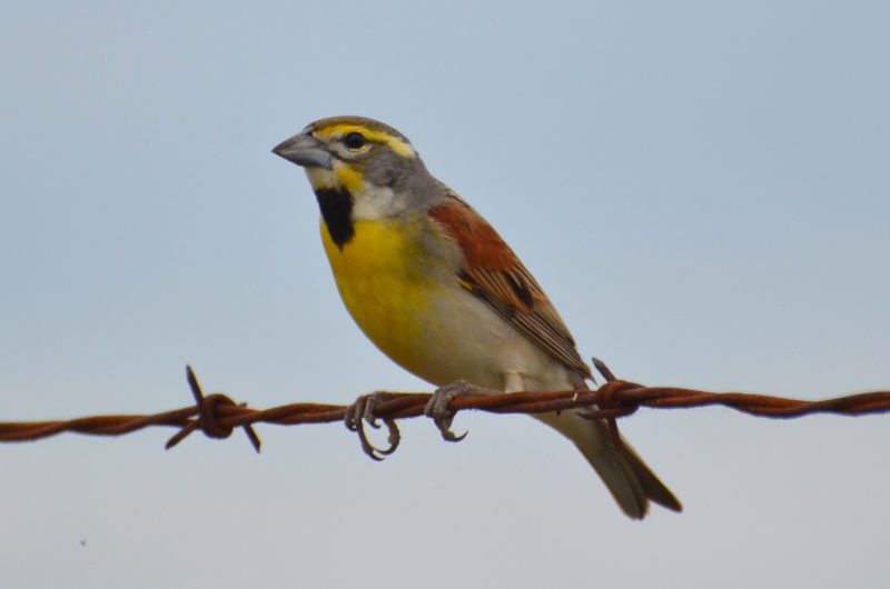Yellow Birds in Kansas