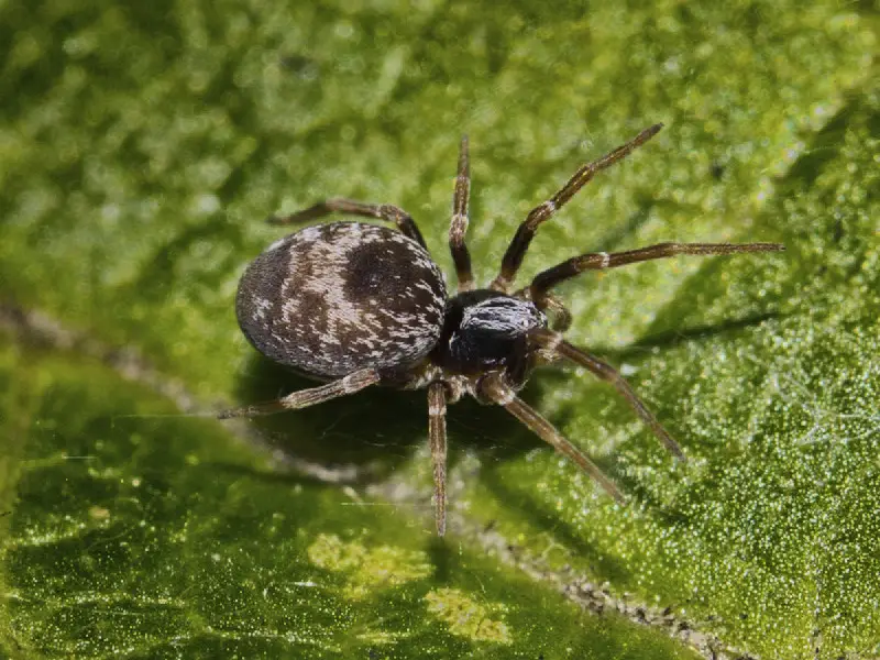 Types of Spiders in Montana