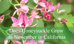 Does Honeysuckle Grow in November in California?