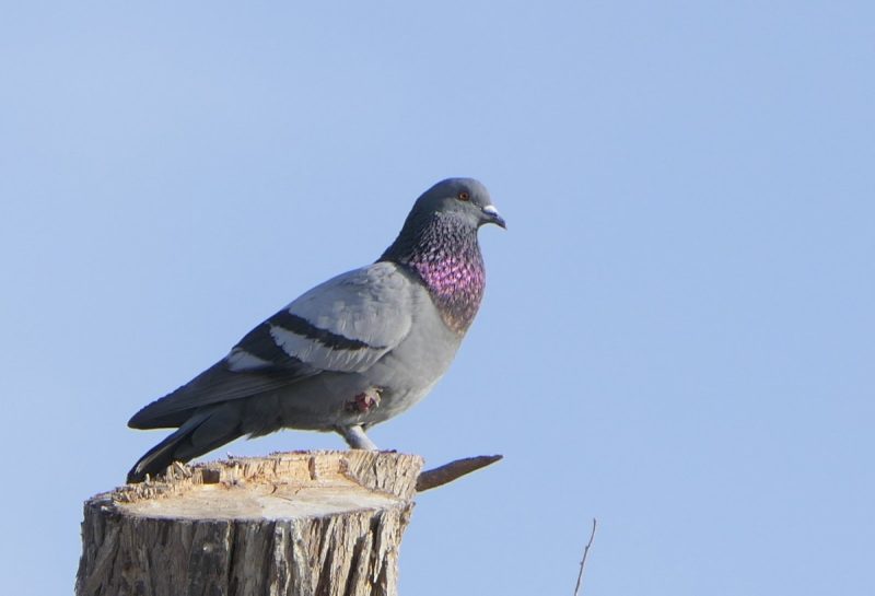 Types of Doves in Texas