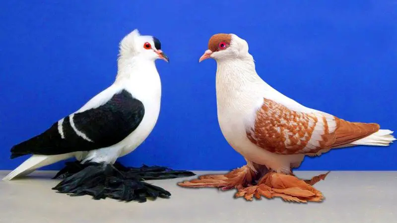 Types of Doves in California
