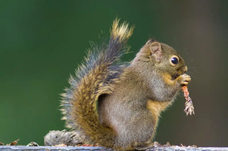 Types of Squirrels in Washington State