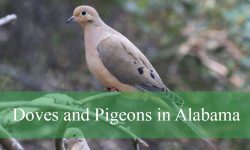 9 Types of Doves and Pigeons in Alabama (With Pictures)