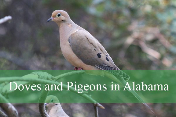 Doves and Pigeons in Alabama