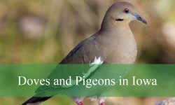6 Common Doves and Pigeons in Iowa (Pictures and Identification)