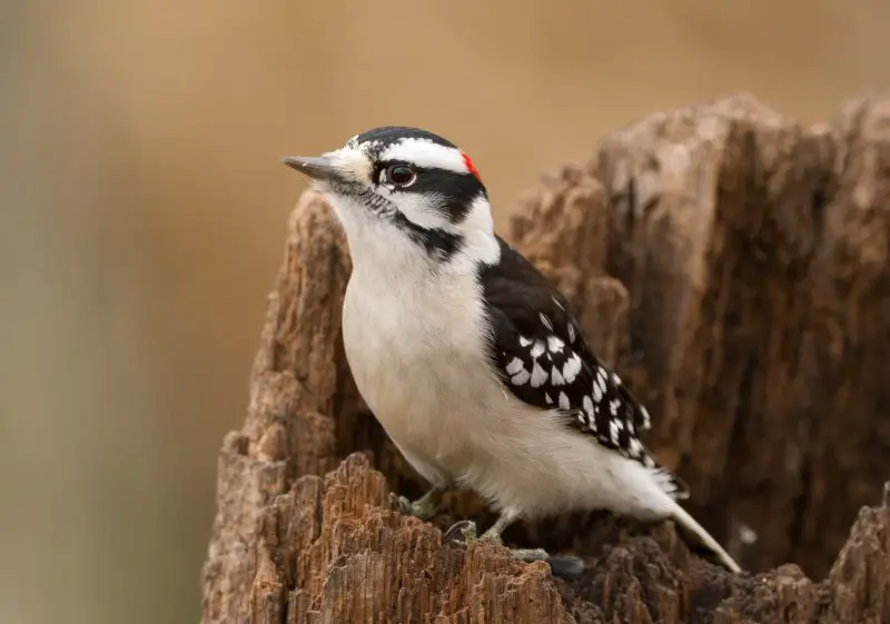 Woodpeckers in Minnesota