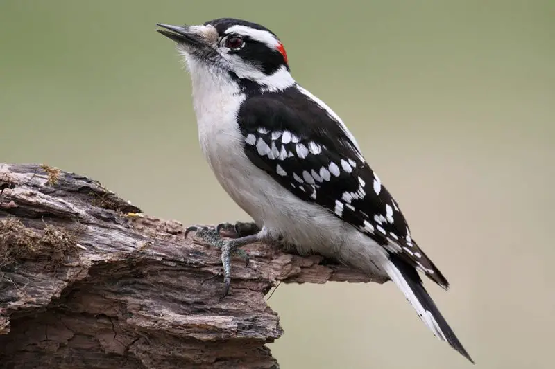 Woodpeckers in Pennsylvania