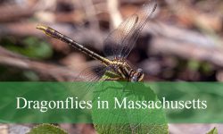 15 Dragonflies in Massachusetts (With Pictures and Identification)