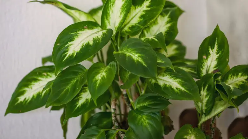 Poisonous Plants in Florida