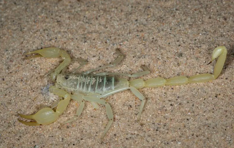 Scorpions in California