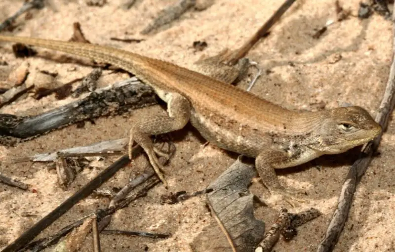 Lizards in Texas