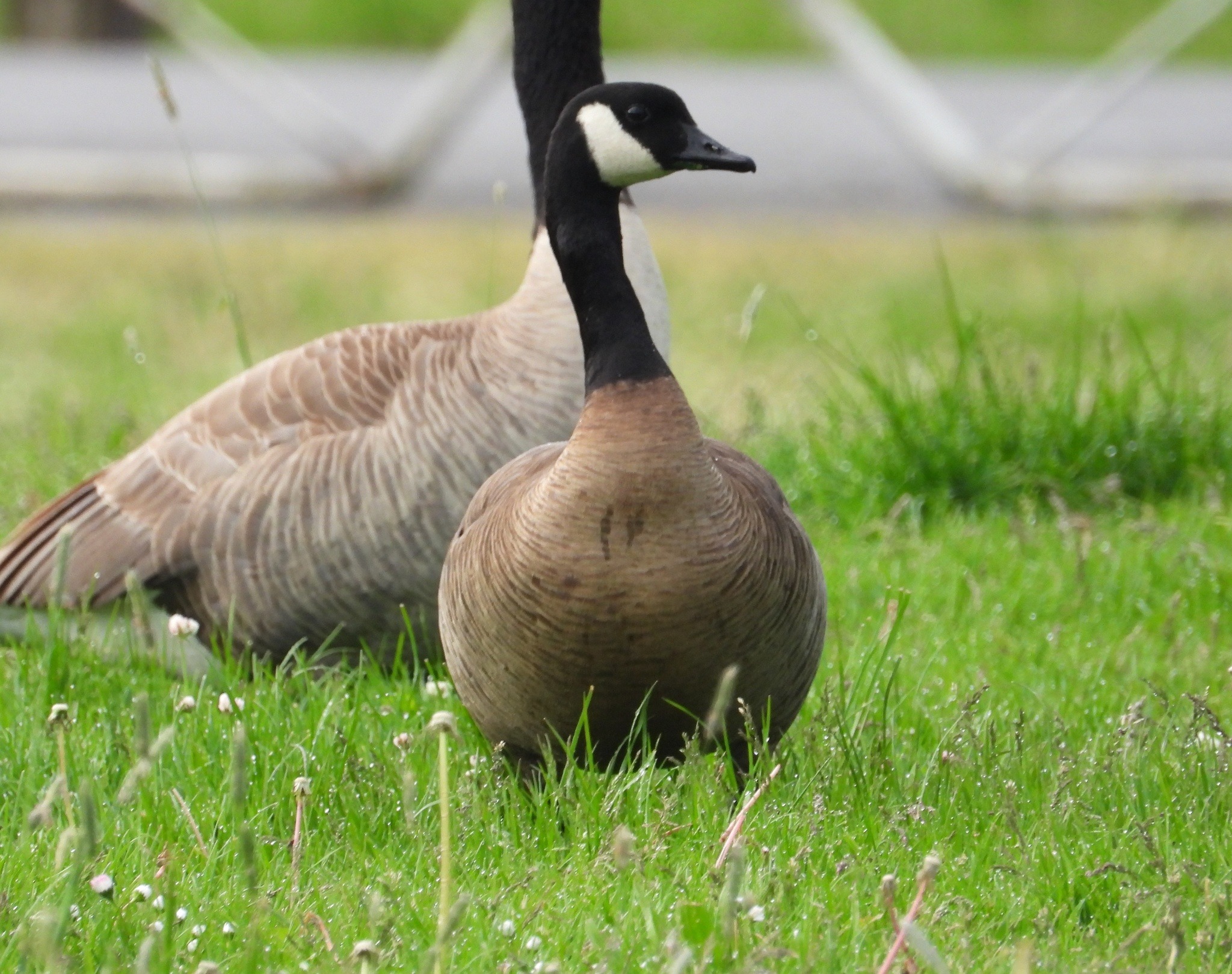Geese in Oregon