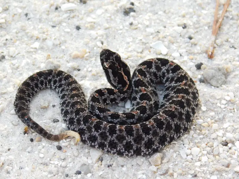 Most Dangerous Animals in Florida