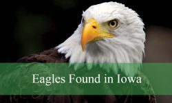 3 Types of Eagles in Iowa (With Pictures and Identification)