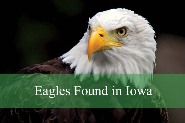 Eagles Found in Iowa