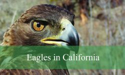 Discover the Majestic Eagles in California: Where to Spot Them