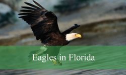3 Common Eagles in Florida (With Pictures and Identification)
