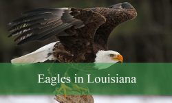 2 Species of Eagles in Louisiana (Pictures and Identification)