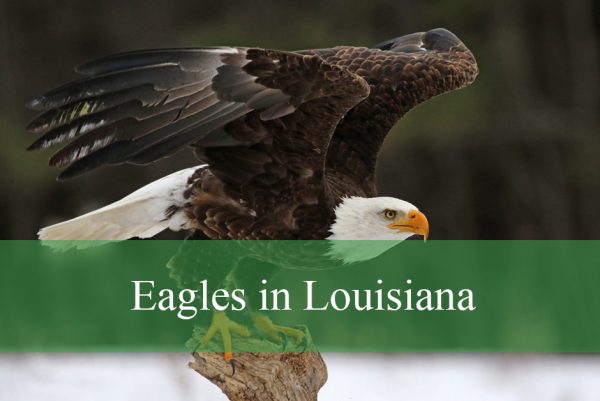 Eagles in Louisiana