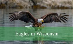2 Common Eagles in Wisconsin (Pictures and Identification)