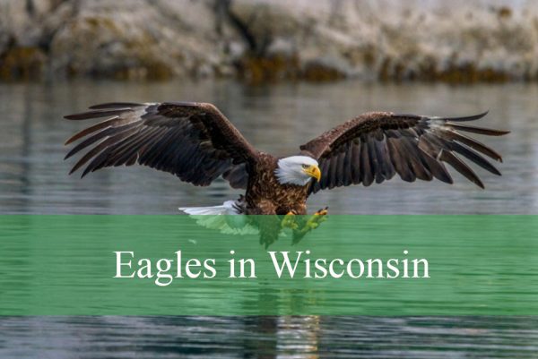 Eagles in Wisconsin