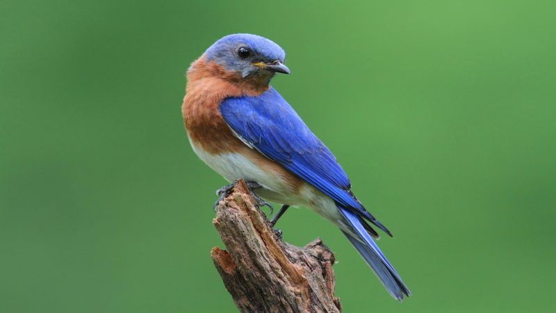 Blue Birds in Ohio