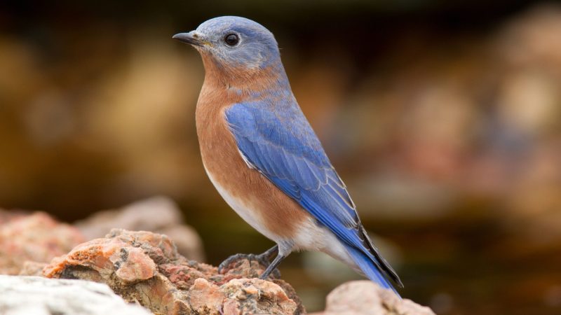 Birds in South Carolina