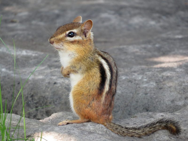 Types of Squirrels in Michigan