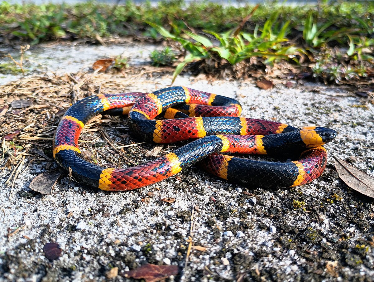 Most Dangerous Animals in Florida