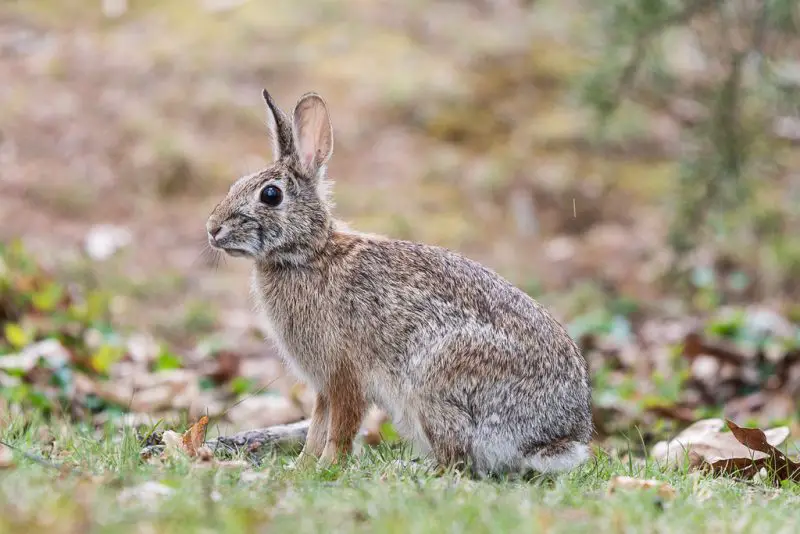 Wild Rabbits in Texas