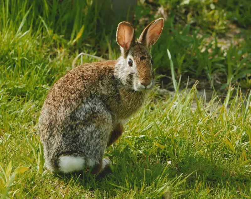 Rabbits in Oklahoma