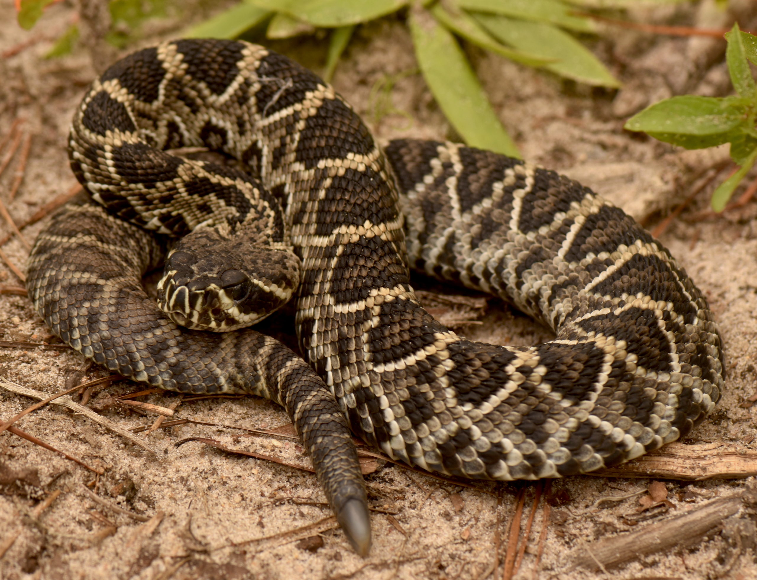 Most Dangerous Animals in Florida