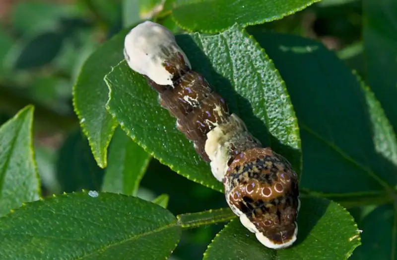 Types of Caterpillars in Texas