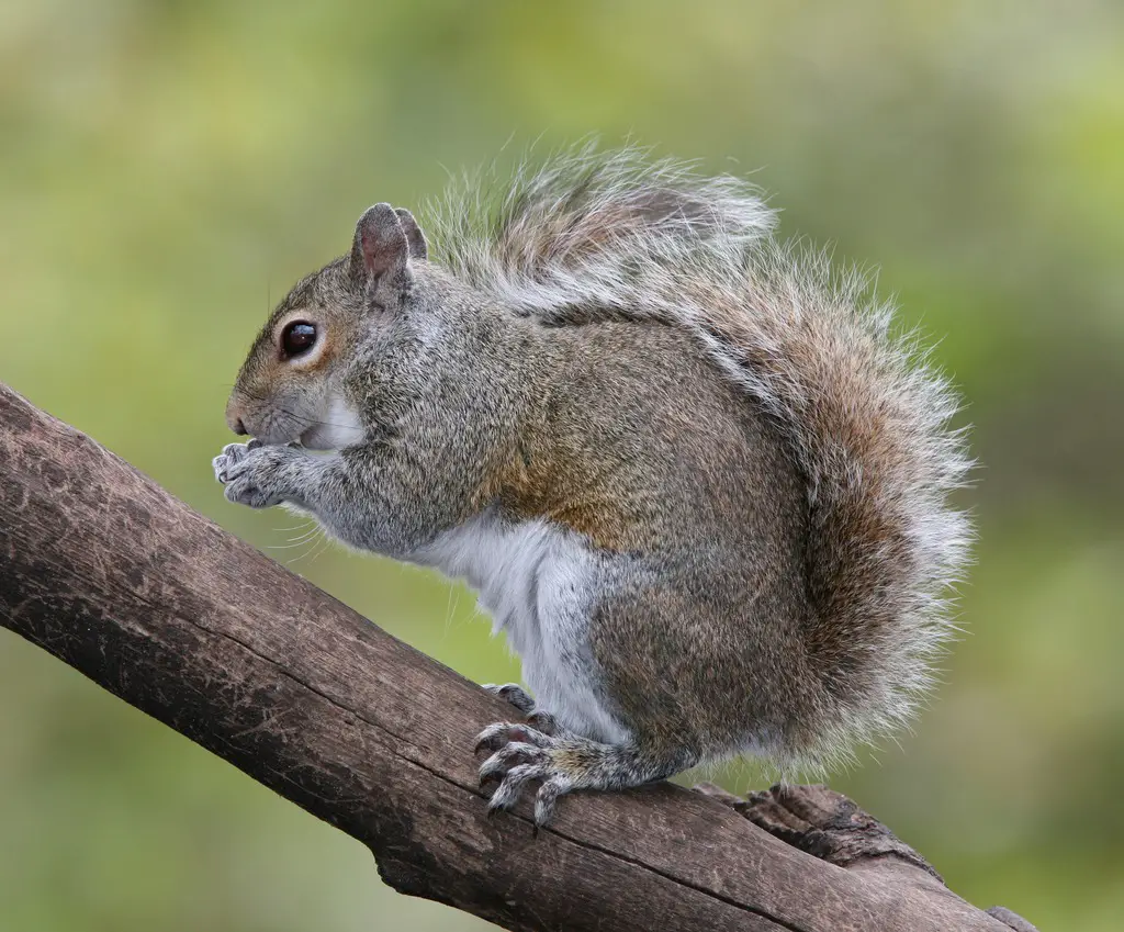 Squirrels in North Carolina
