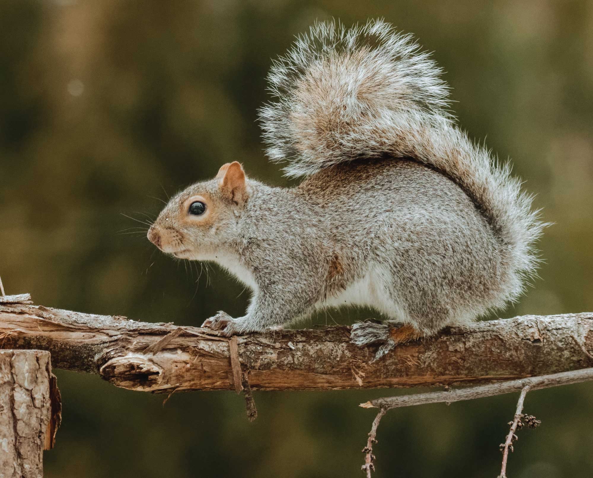 Squirrels in Florida