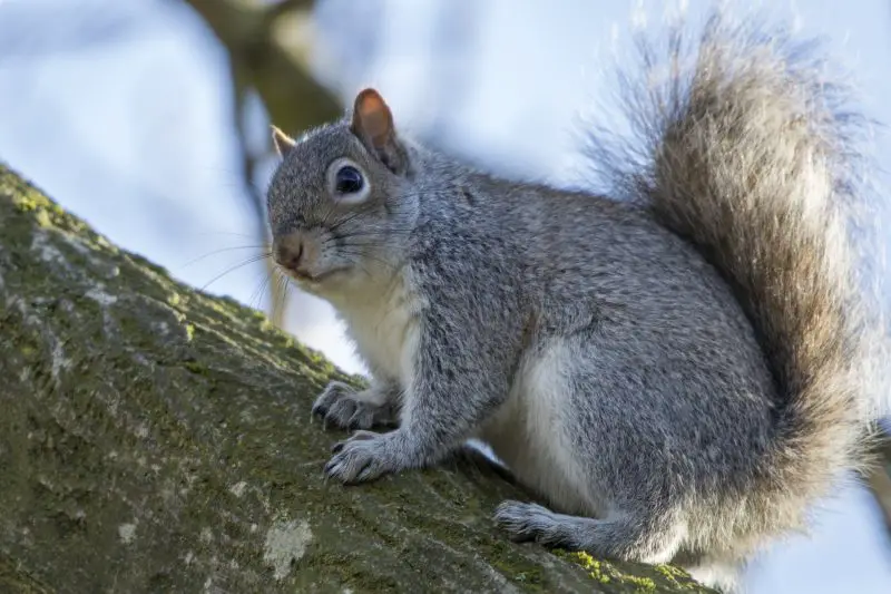 Squirrels in Colorado