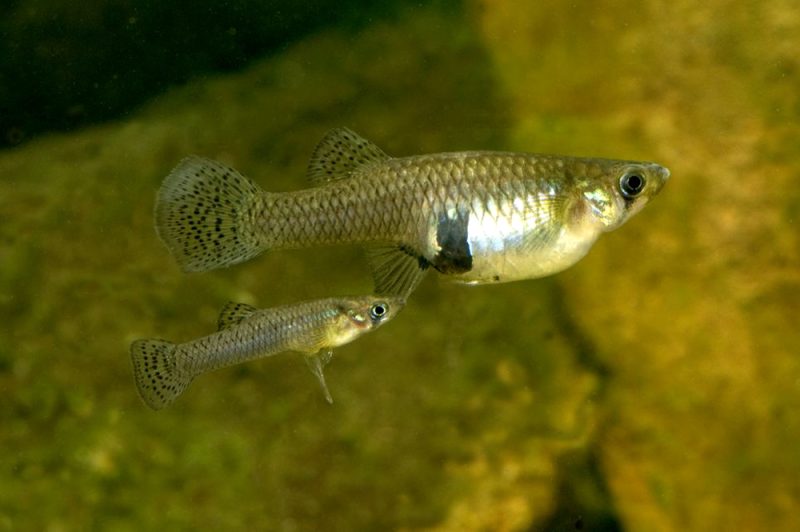 types of fish in florida