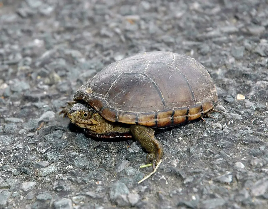 Types of Turtles in Florida