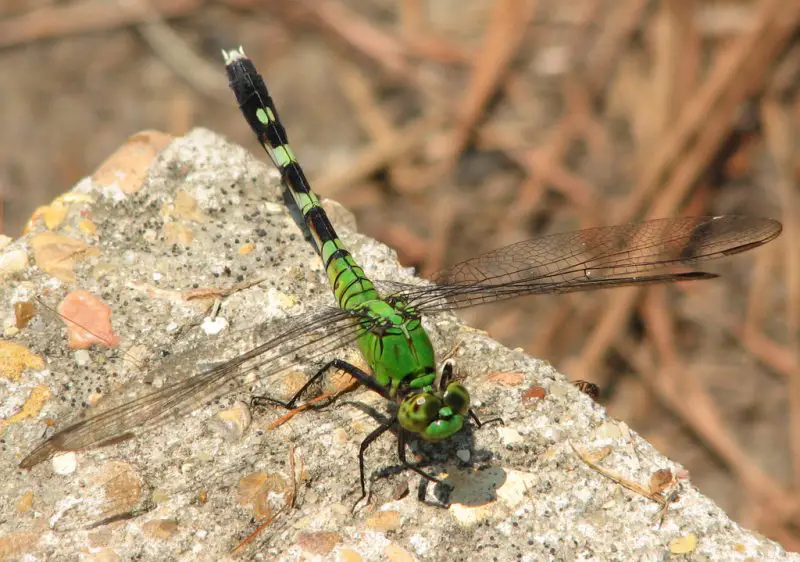 Dragonflies in Massachusetts