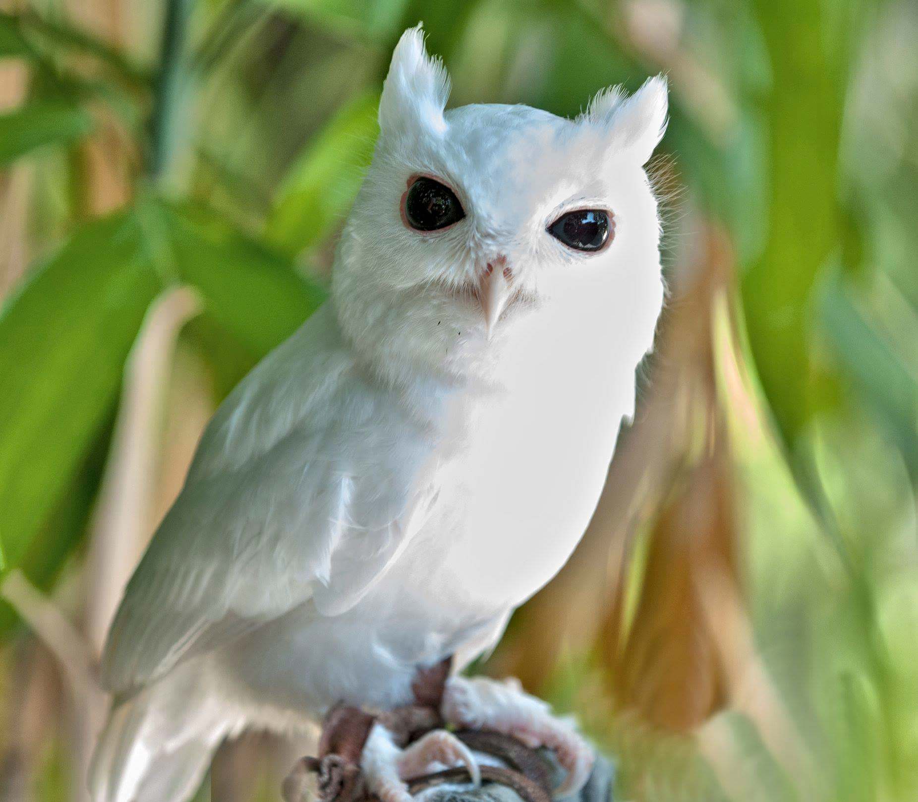 White Birds in North Carolina