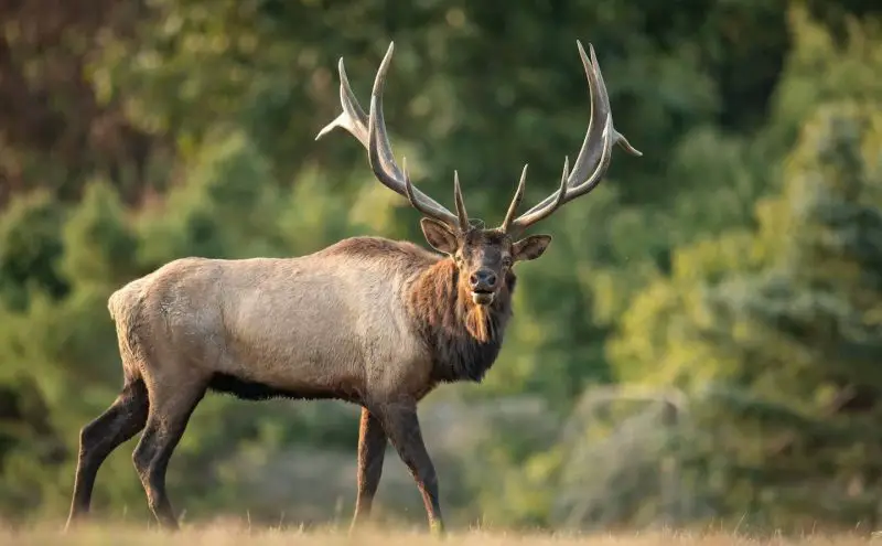 Wild Animals in South Dakota