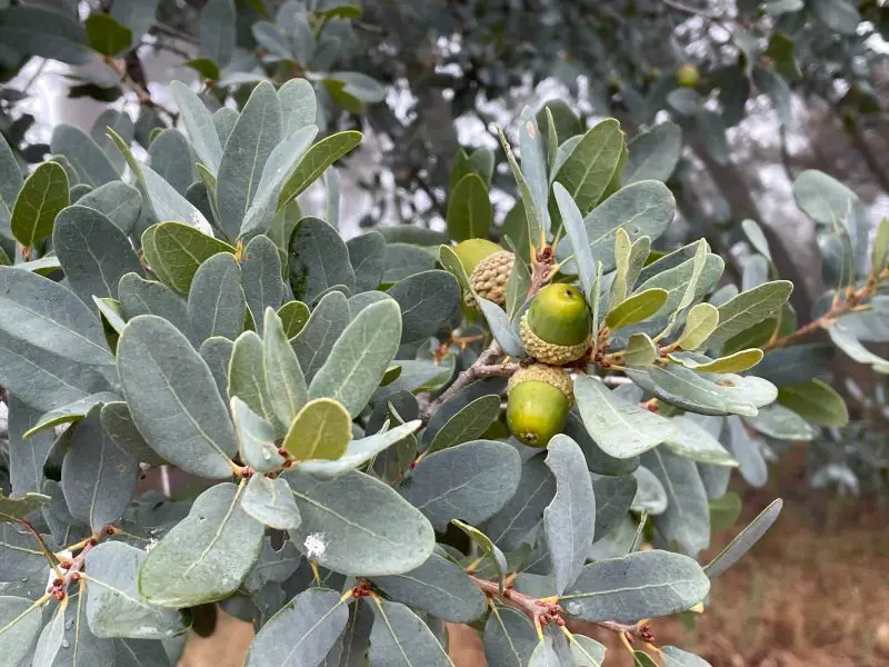 Types of Oak Trees in California