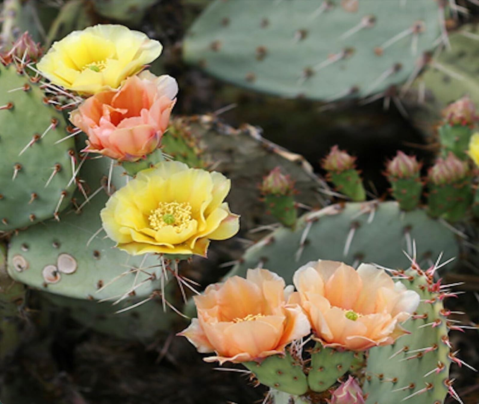 Types of Cactus in New Mexico