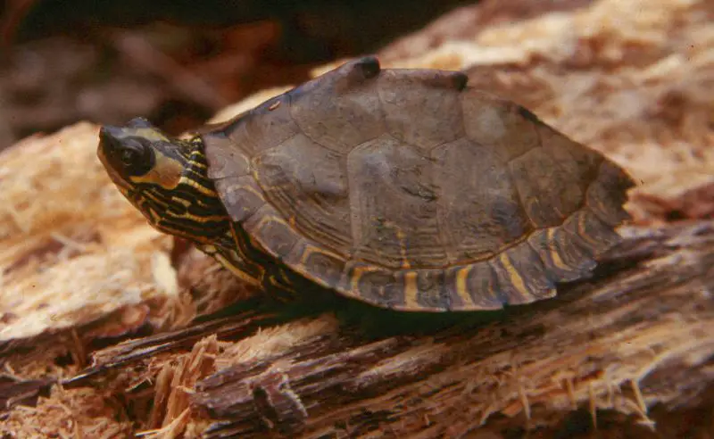 Types of Turtles in Florida