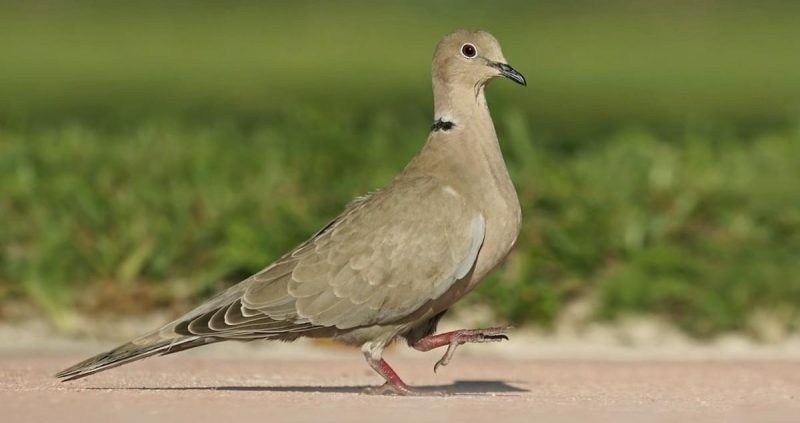 Doves in New York