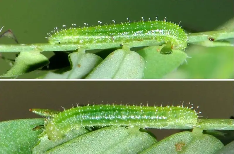 Types of Caterpillars in Texas