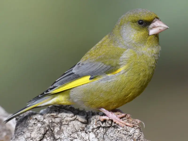 Types Finches in Ohio